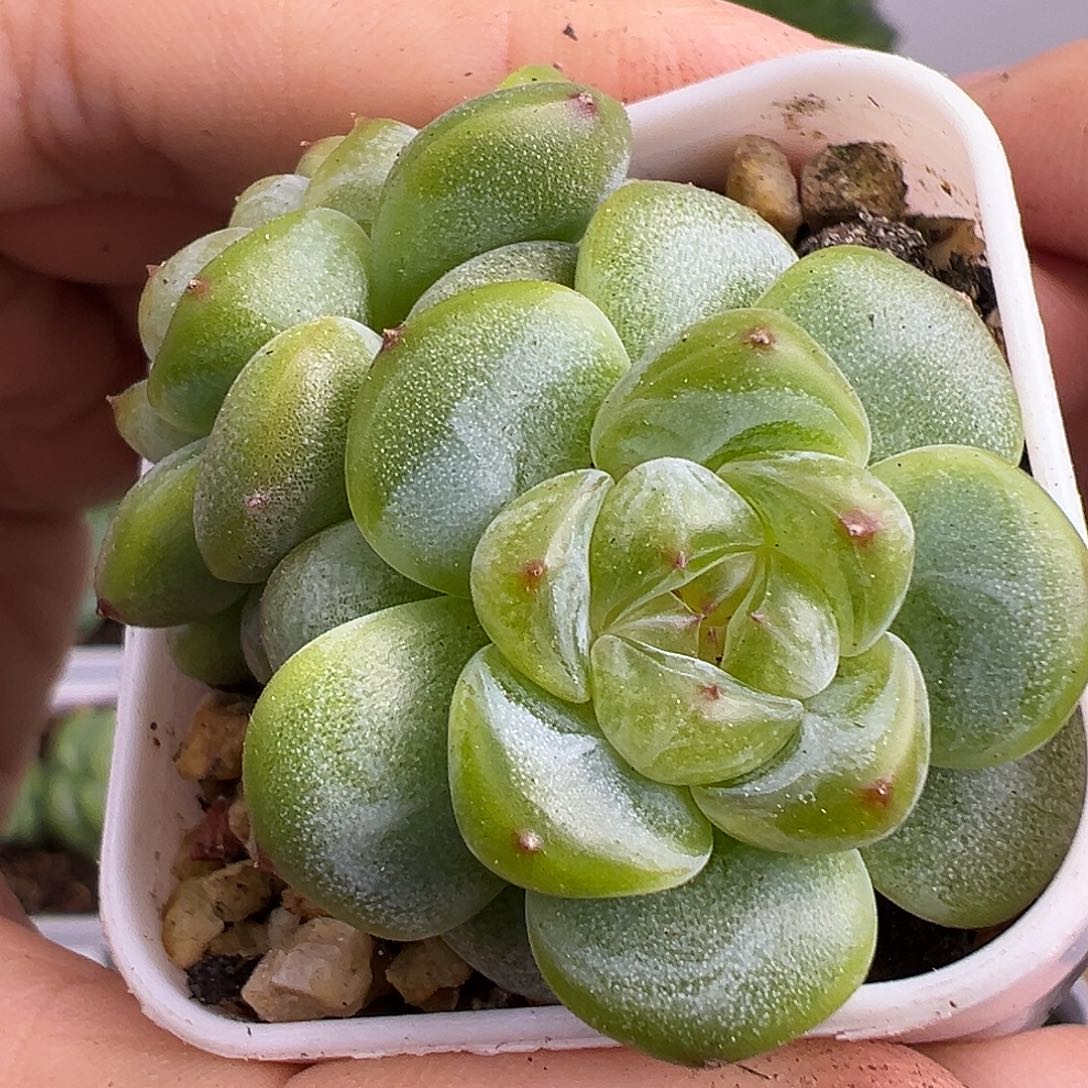 双头甜心。          
