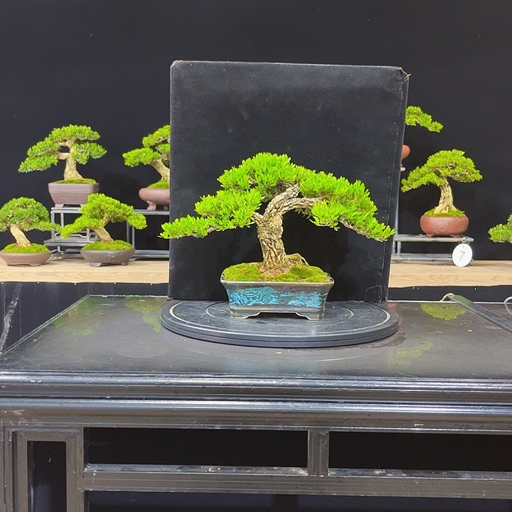 无花朵黄杨盆景四季常绿不落叶