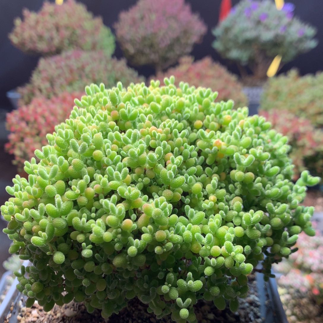 270蜜橘糖球。        