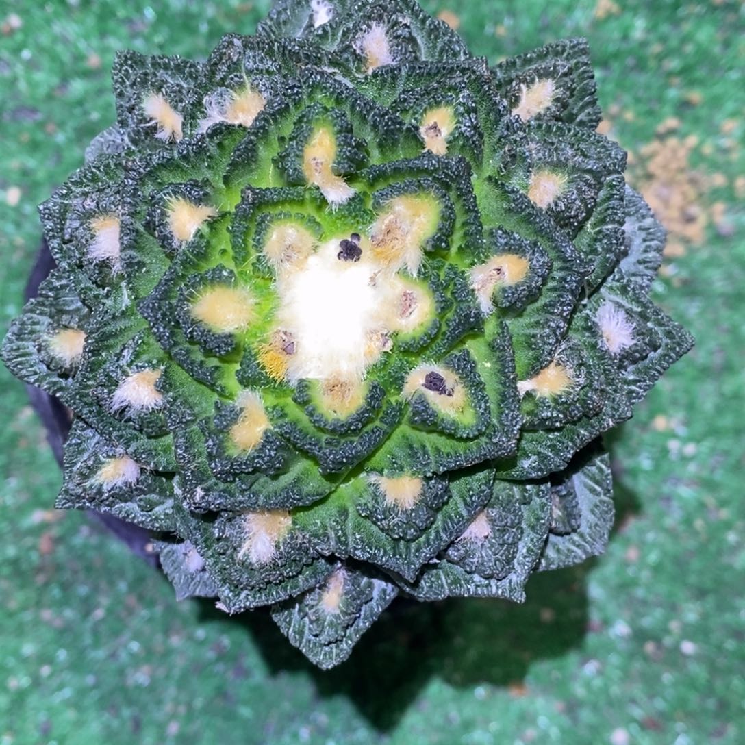 嫁接全割辛顿10.5cm福利