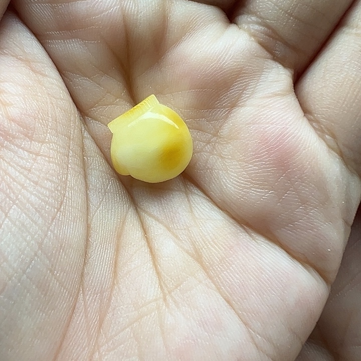 琥珀未镶嵌珠宝奇石小手套打孔不退换