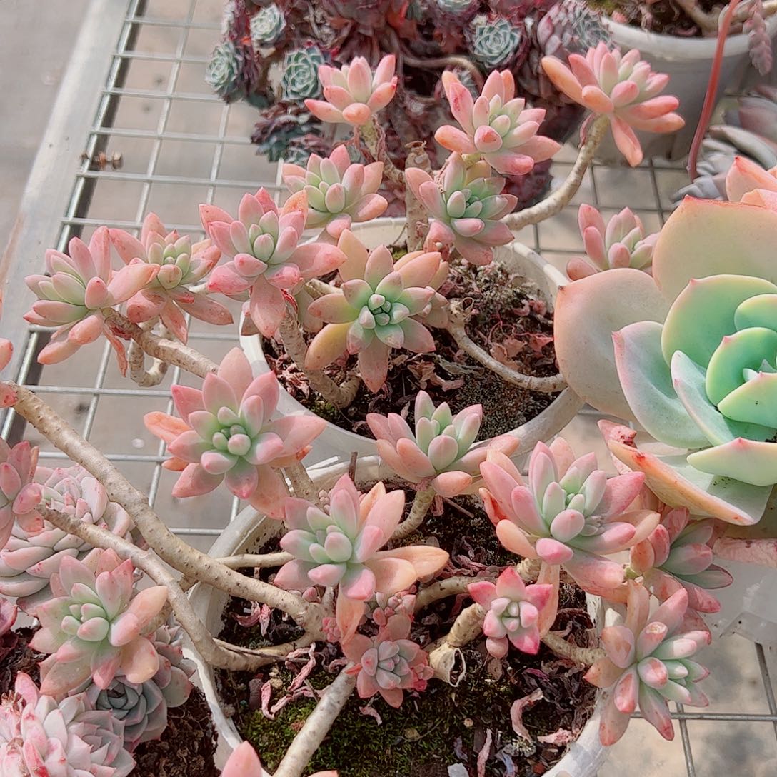 果冻秋丽多头造型精品