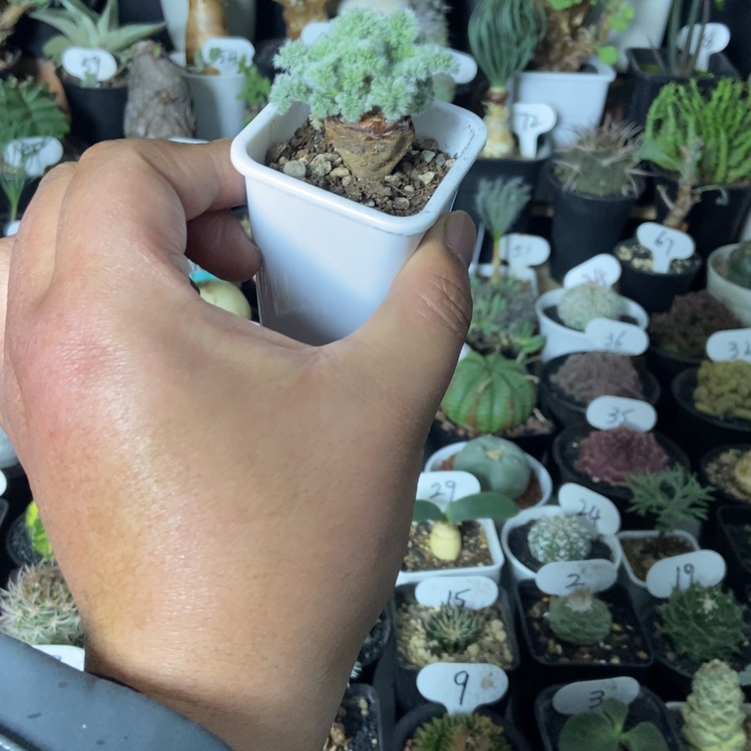 羽叶阳奎一物一拍