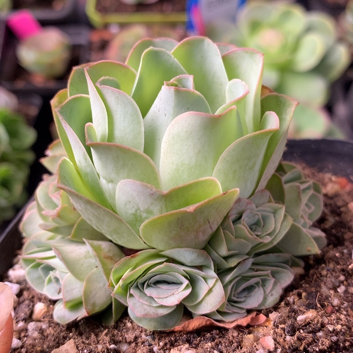 一物一拍星辰紫芙319