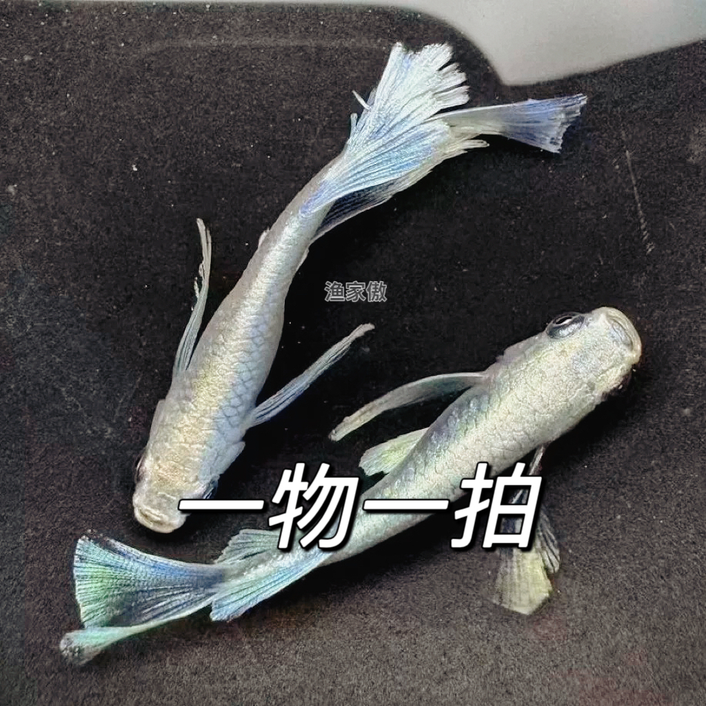 观背青鳉观赏鱼直播一物一拍