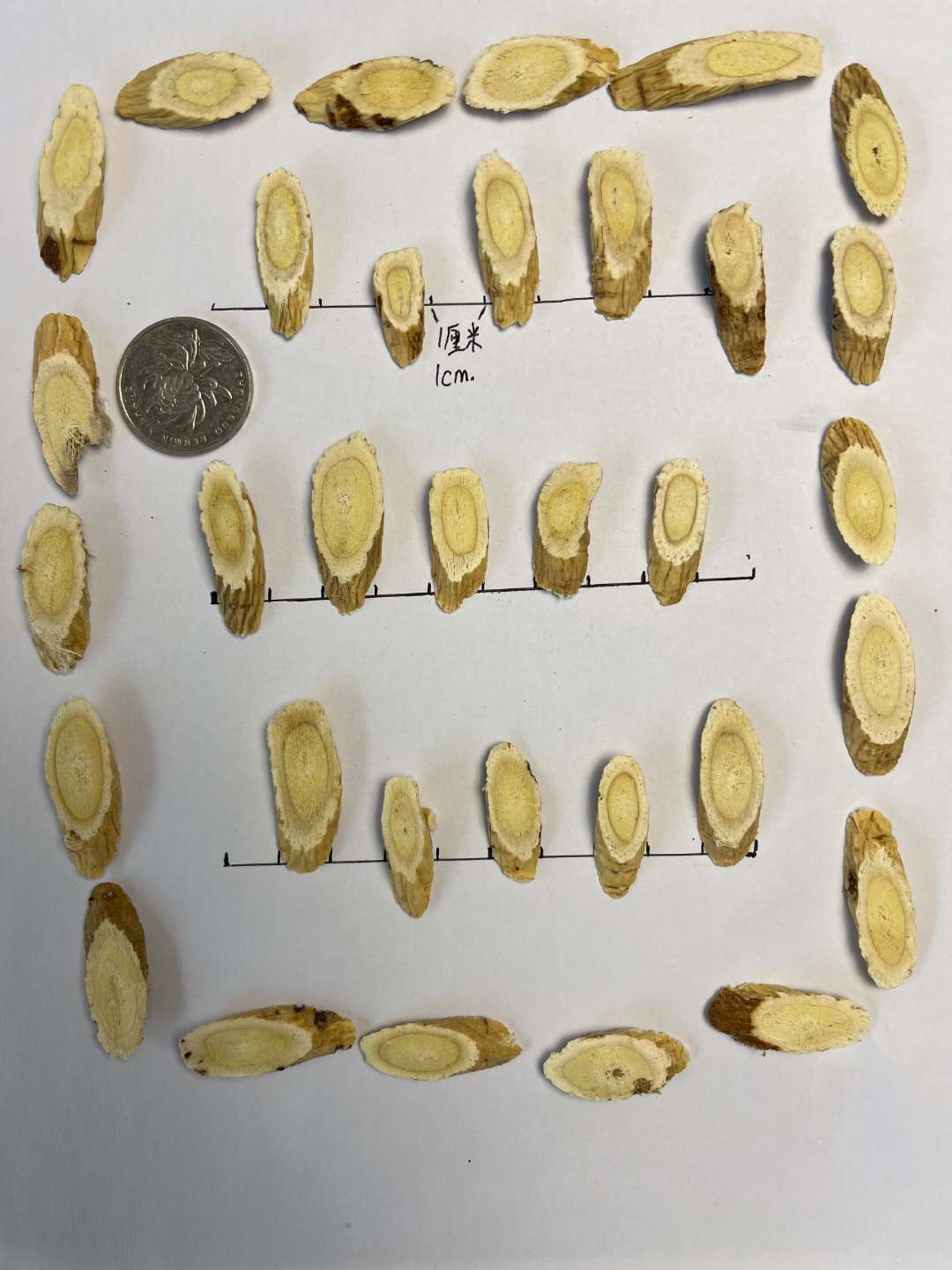 甘肃岷县正宗老黄芪大片高品质豆腥味浓不空心可泡水煲汤的中药材