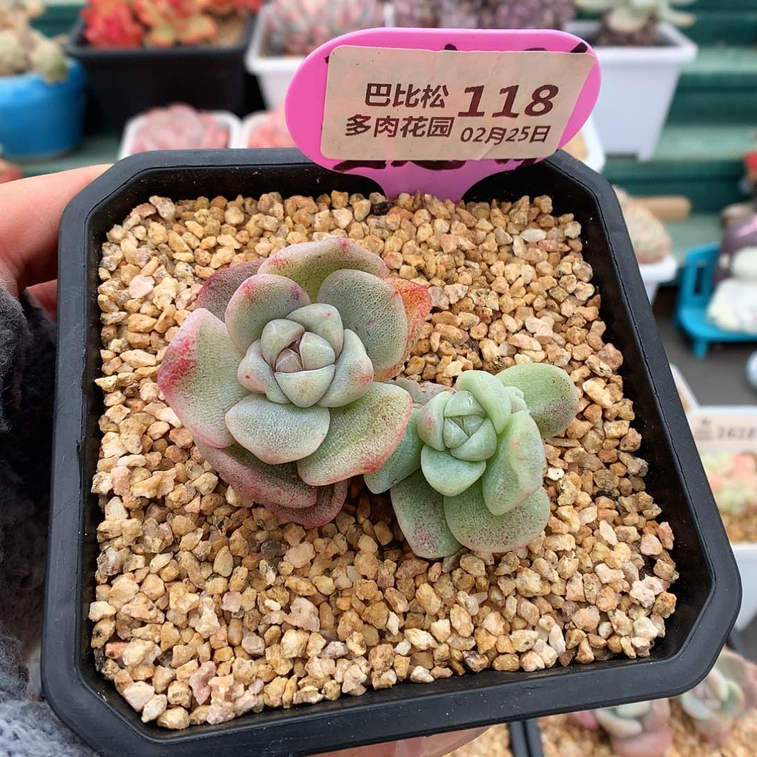 118双头冰玉石化多肉植物