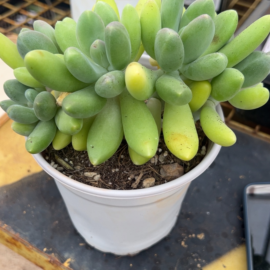 多肉植物芬兰之夜两个