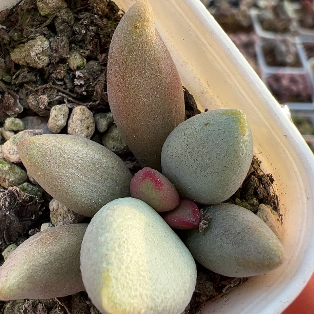 白糖豆大苗多肉植物水泡