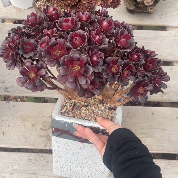 多肉多味儿可可爱呢宝宝的表情和