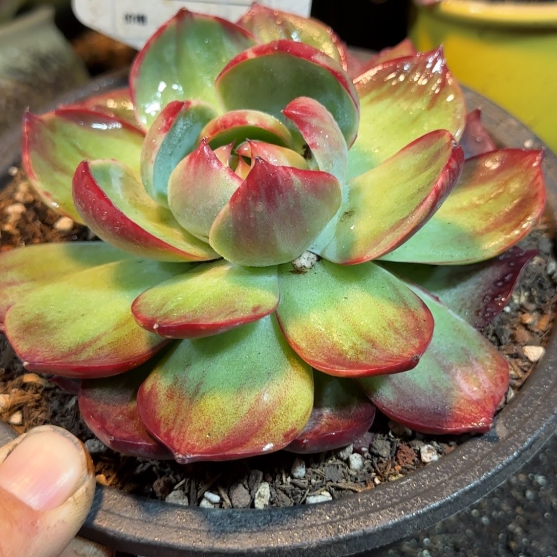 雨***凉惊鸿一物一拍包装收缩花旱761