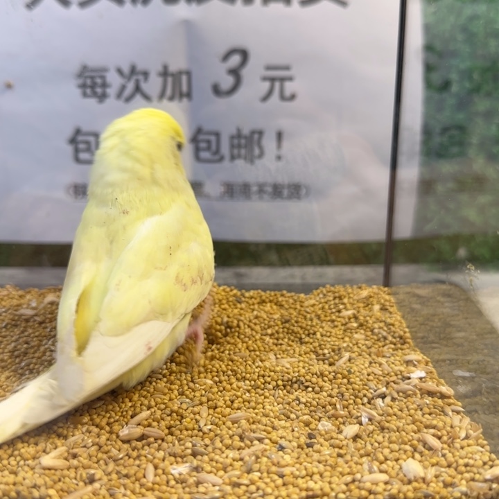 虎皮鹦鹉大头虎皮鹦鹉