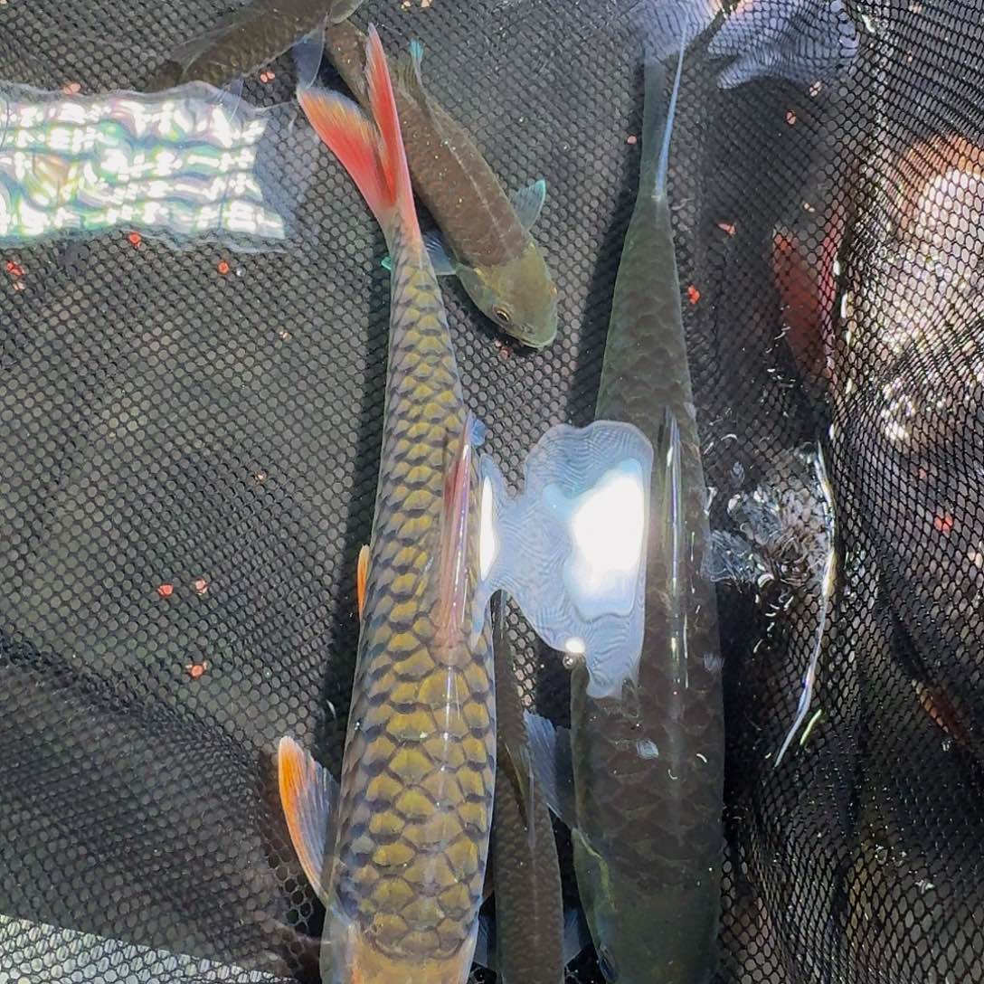 吉罗鱼国结国结国结