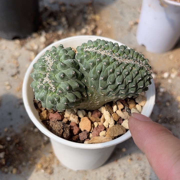 无花朵实生菊水缀化仙人球