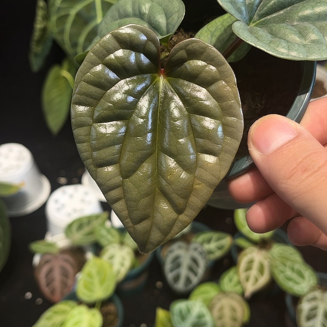 不开花植物老版本黑奢华