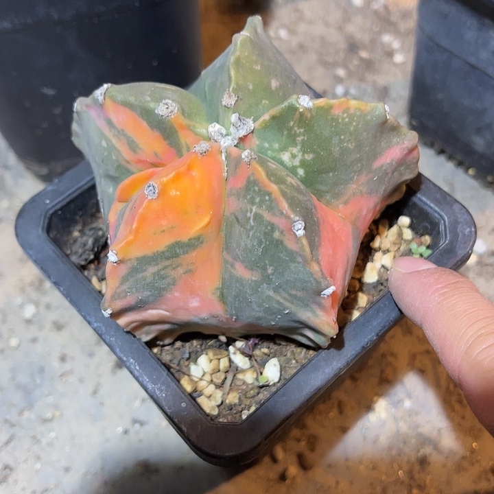 满38包邮2天凑单，脱土晾根发货多肉植物