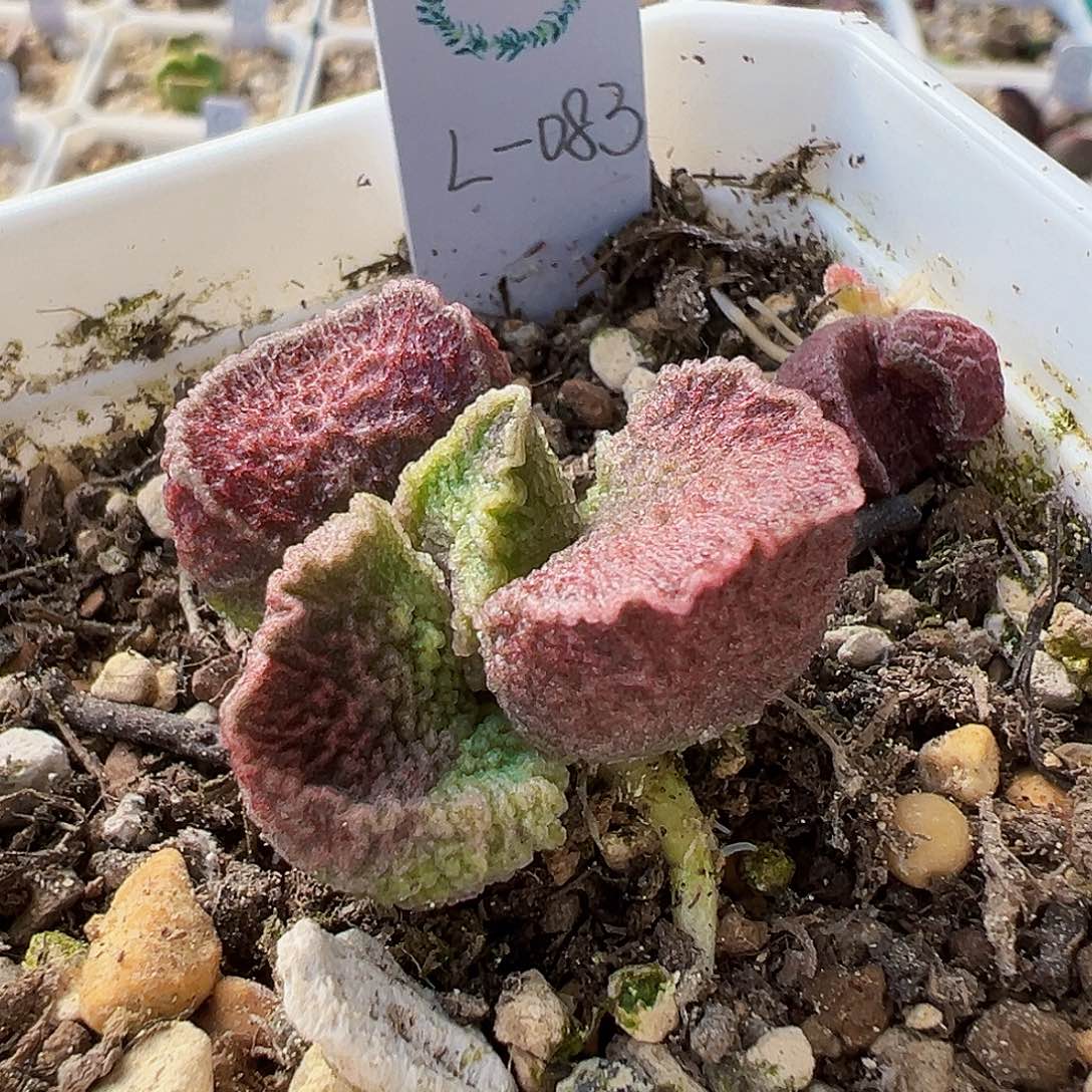 L-083  实生水泡 出叶片。