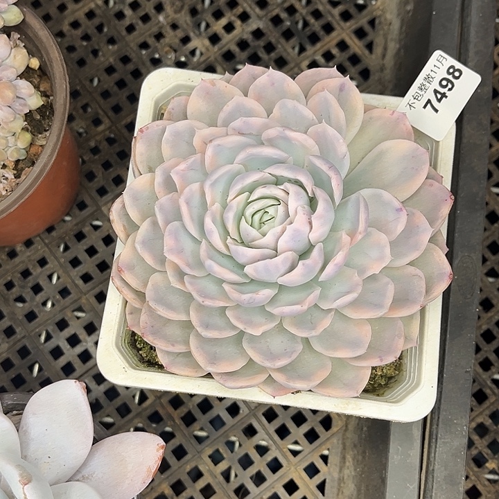 阿雅园艺。      7498雪球锦