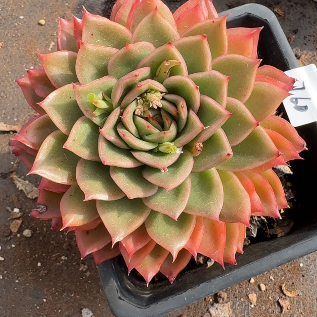 170新年快乐发发发