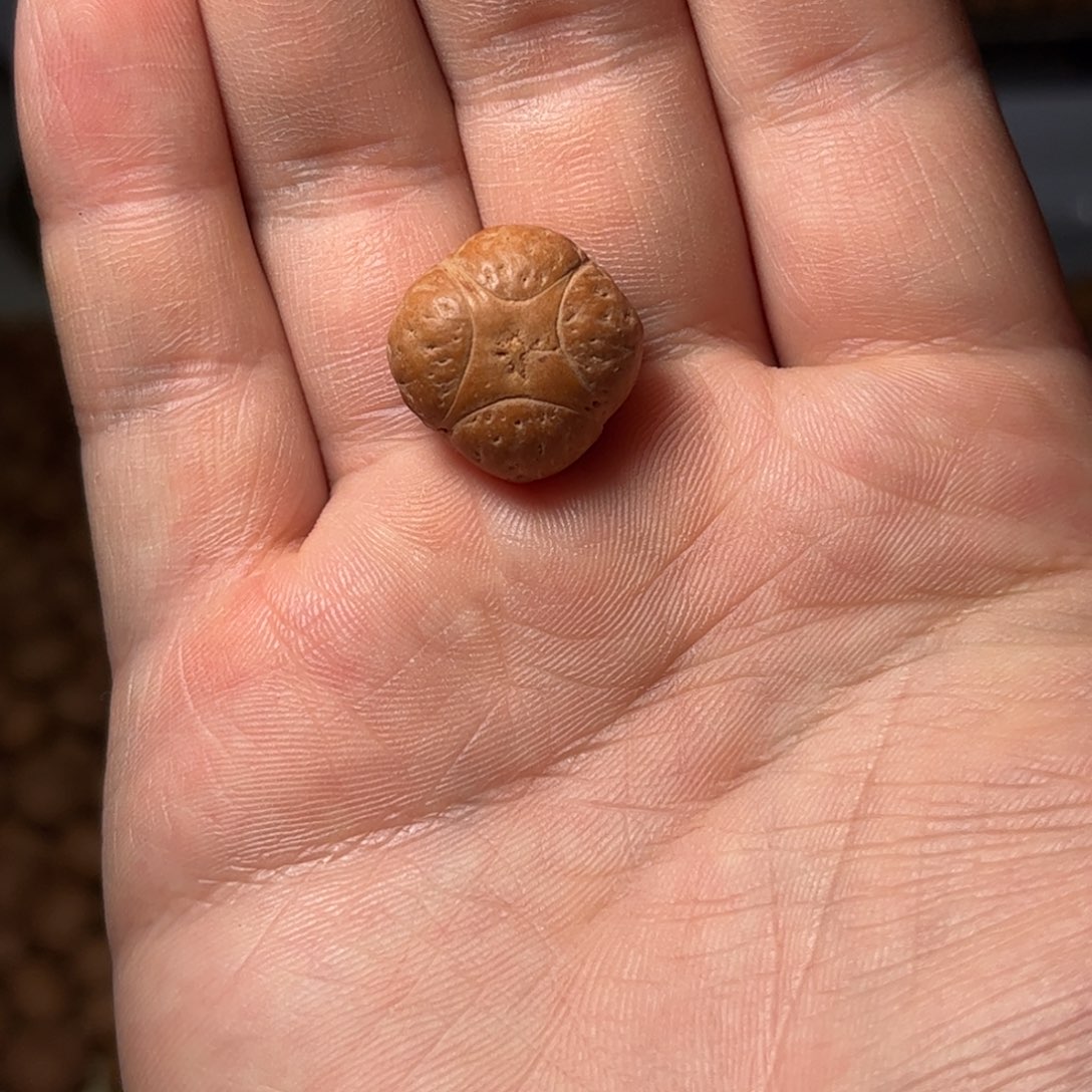 桃核吊坠19mm麒麟眼，开孔不退，偏远不包