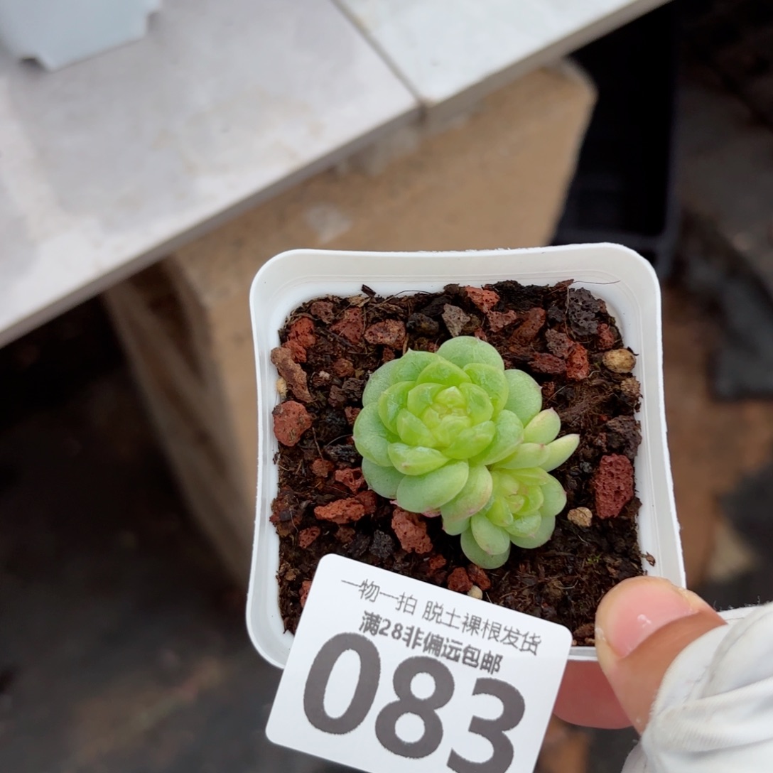 优选珍妮无盆土发货