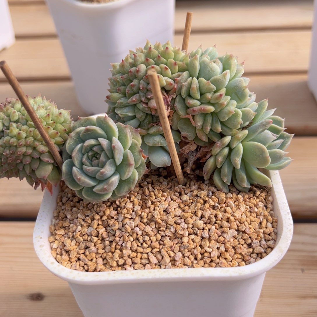 新年快乐哦祝你8888888