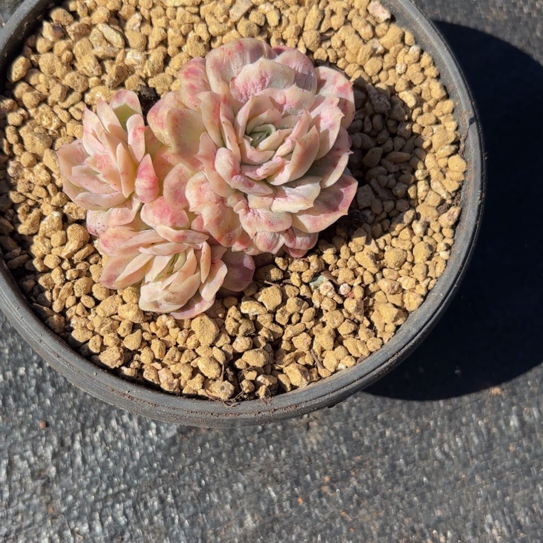 米***豆哈哈哈哈哈哈宝贝别男男女女呢