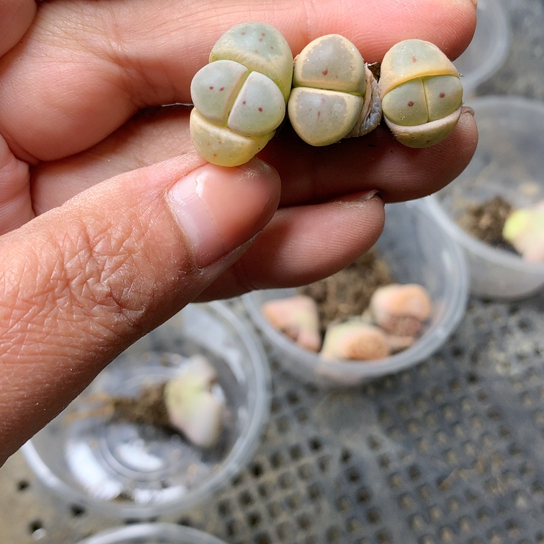 E102多肉植物保护