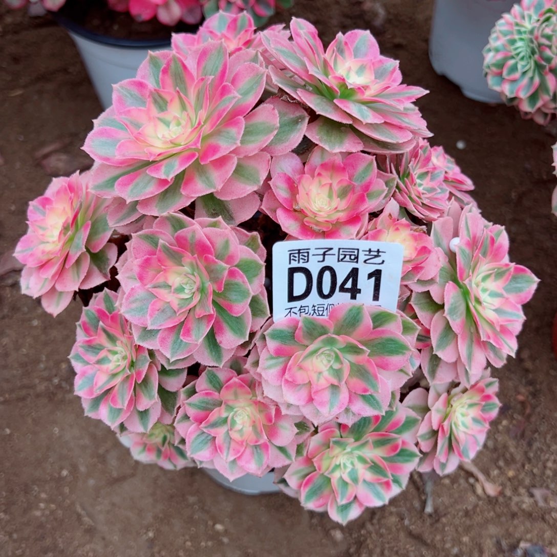 041倾城雨子多肉植物