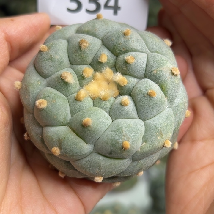 334。无根仙人球的小鱼