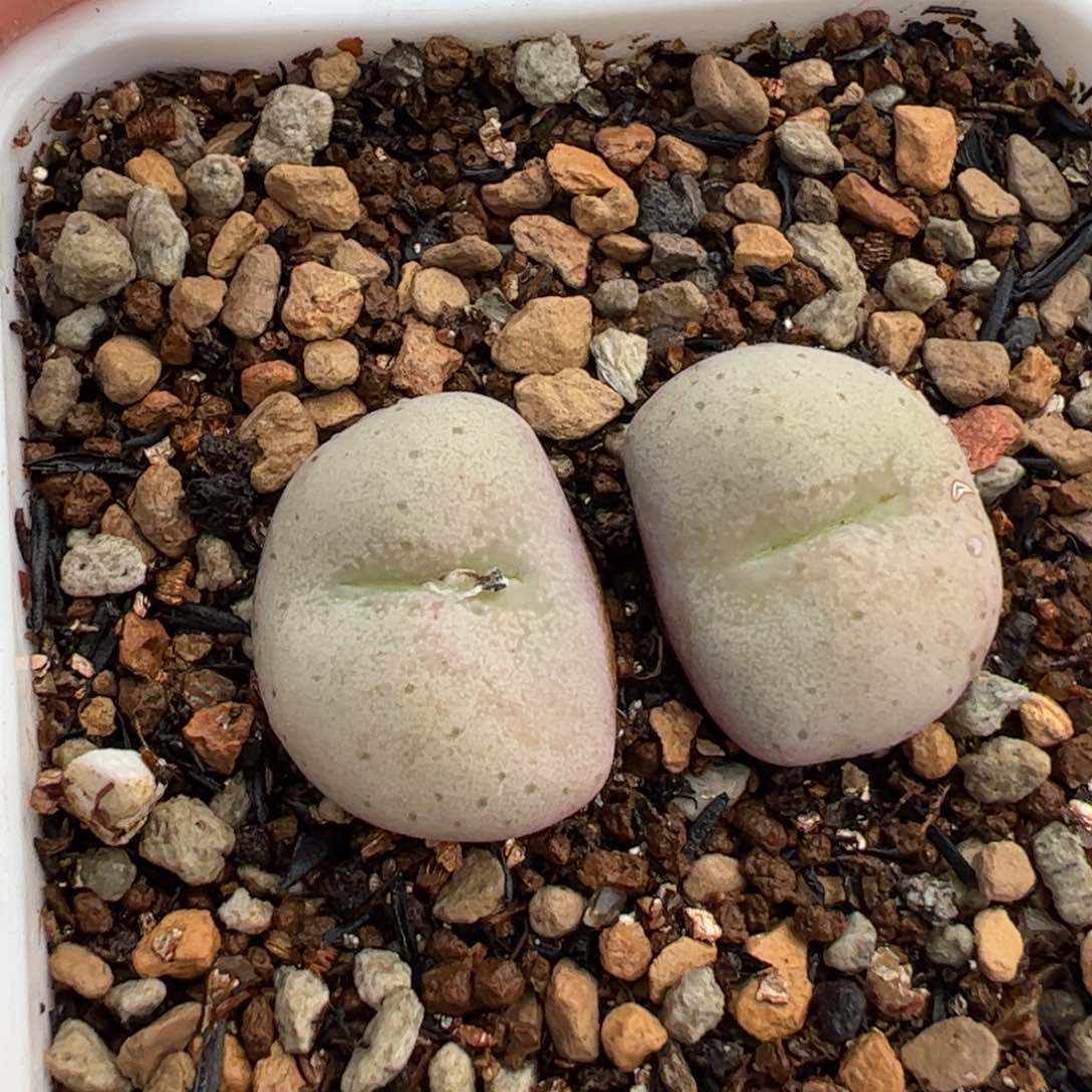 752多肉植物百科