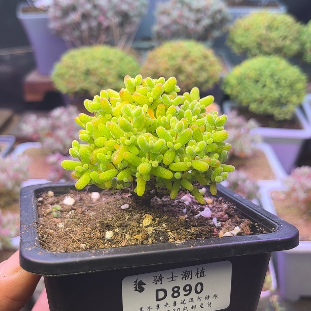 890蜜橘糖球枝干番杏
