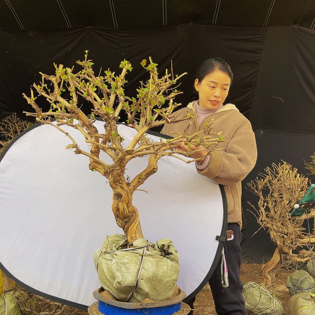 当前无花朵，栽培后可花朵