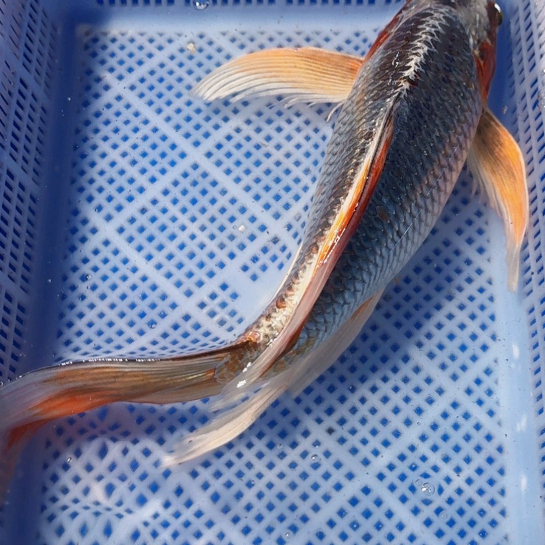 锦鲤精品锦鲤包邮包损