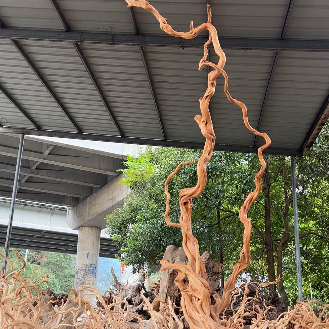 朱***青木我是一只小小鸟地域