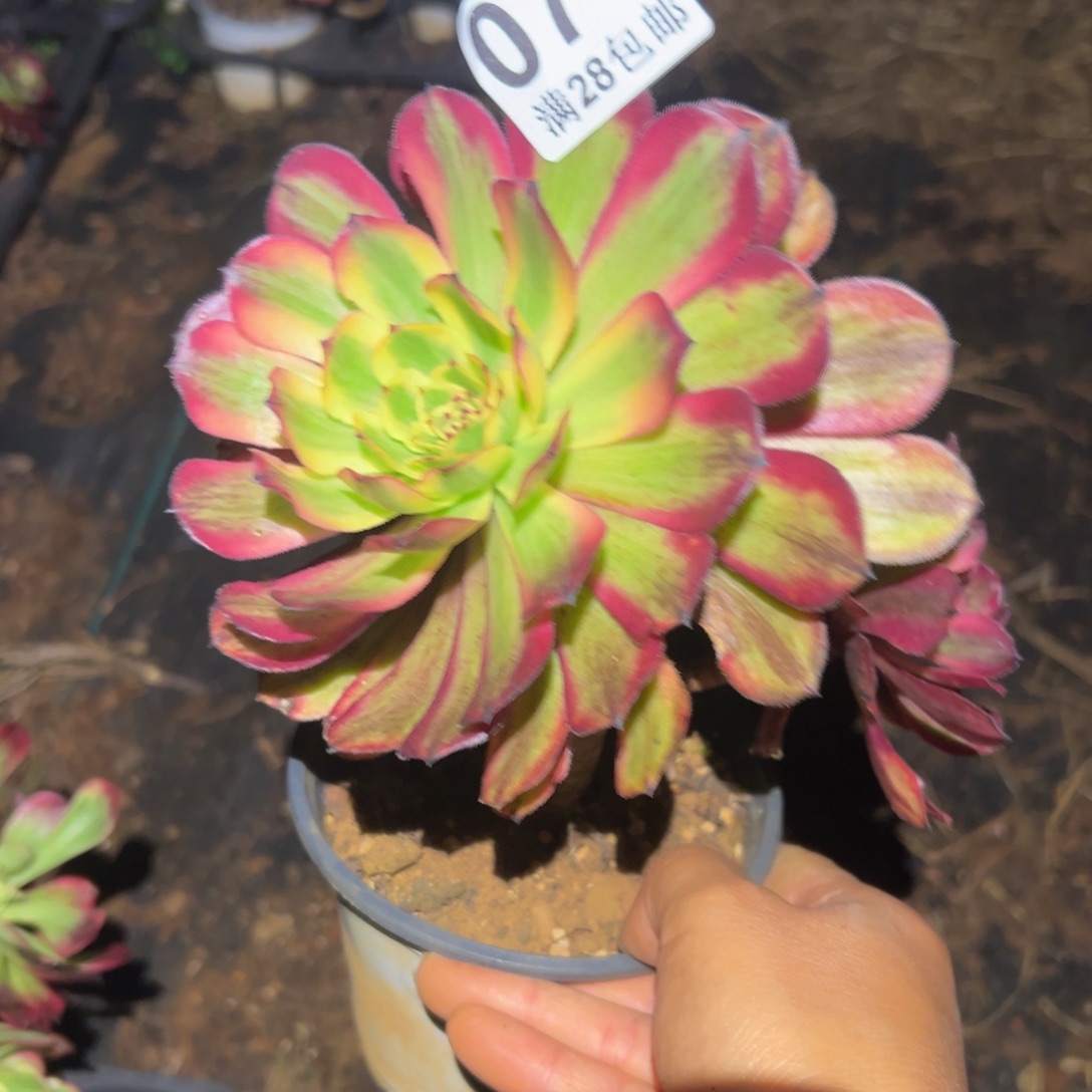 多肉植物076无售后