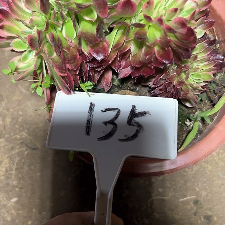 多肉植物美杜莎缀花