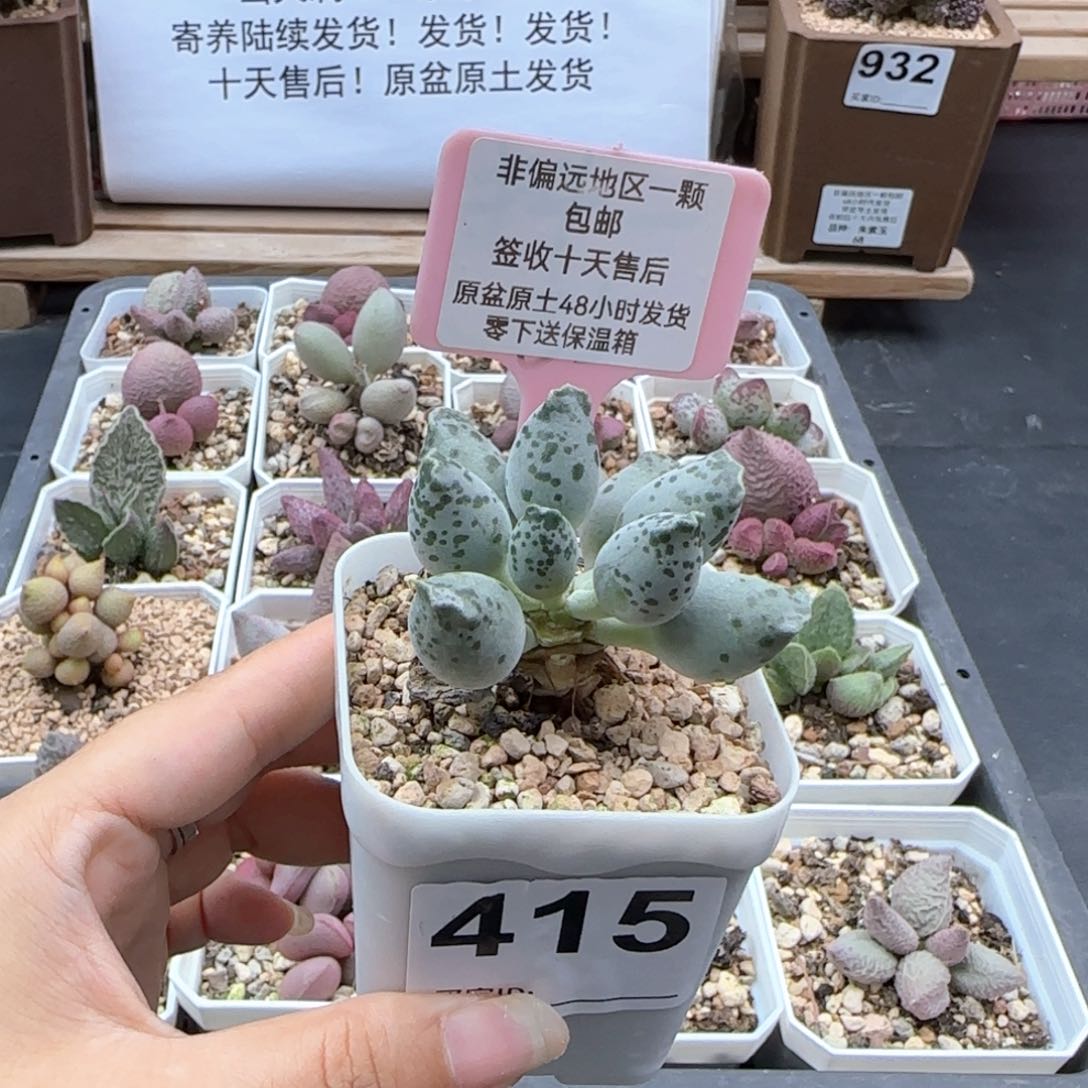 415白肌海报多肉植物