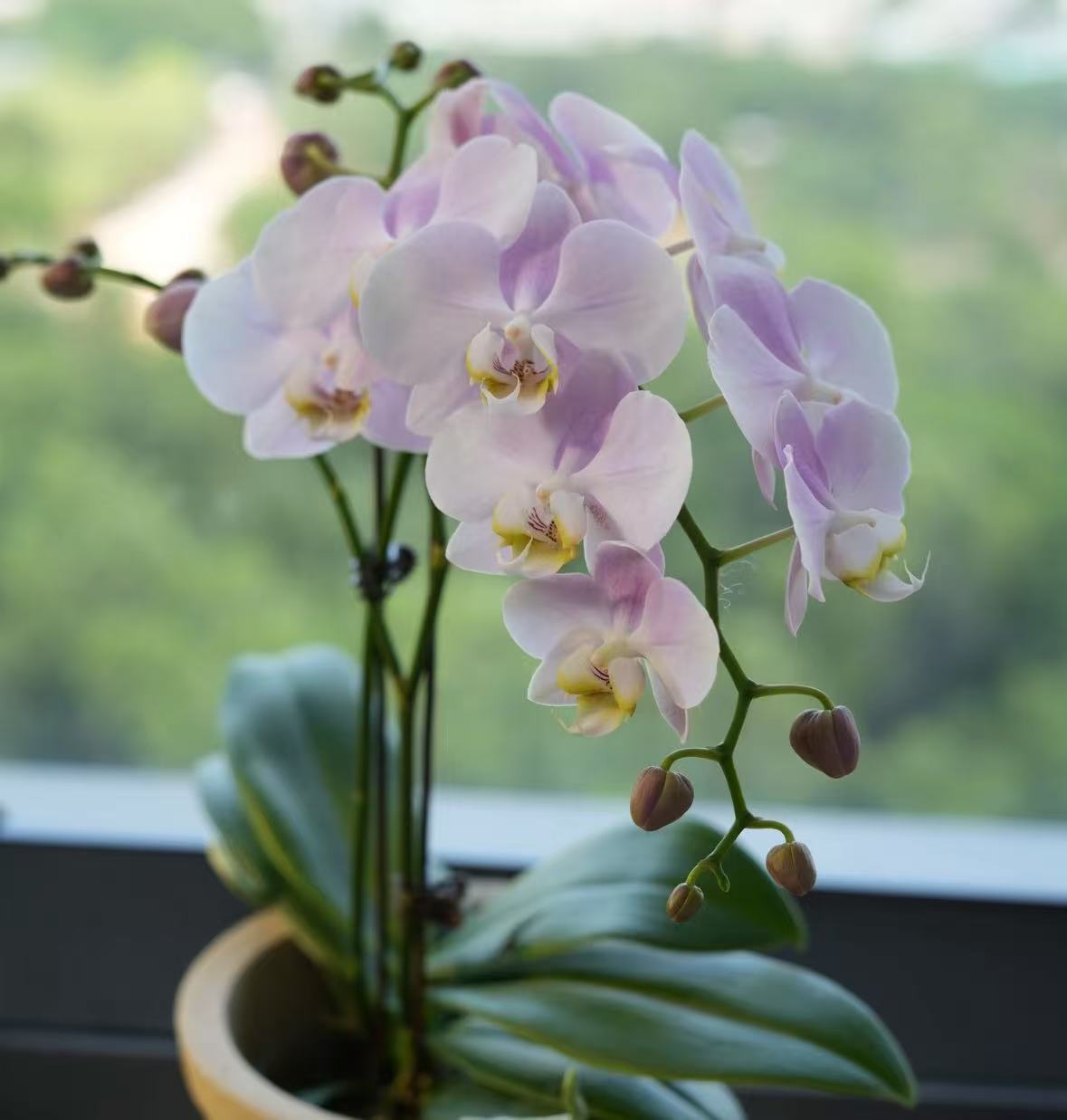 【天使】单花剑3.0寸中花型 高品质精品蝴蝶兰