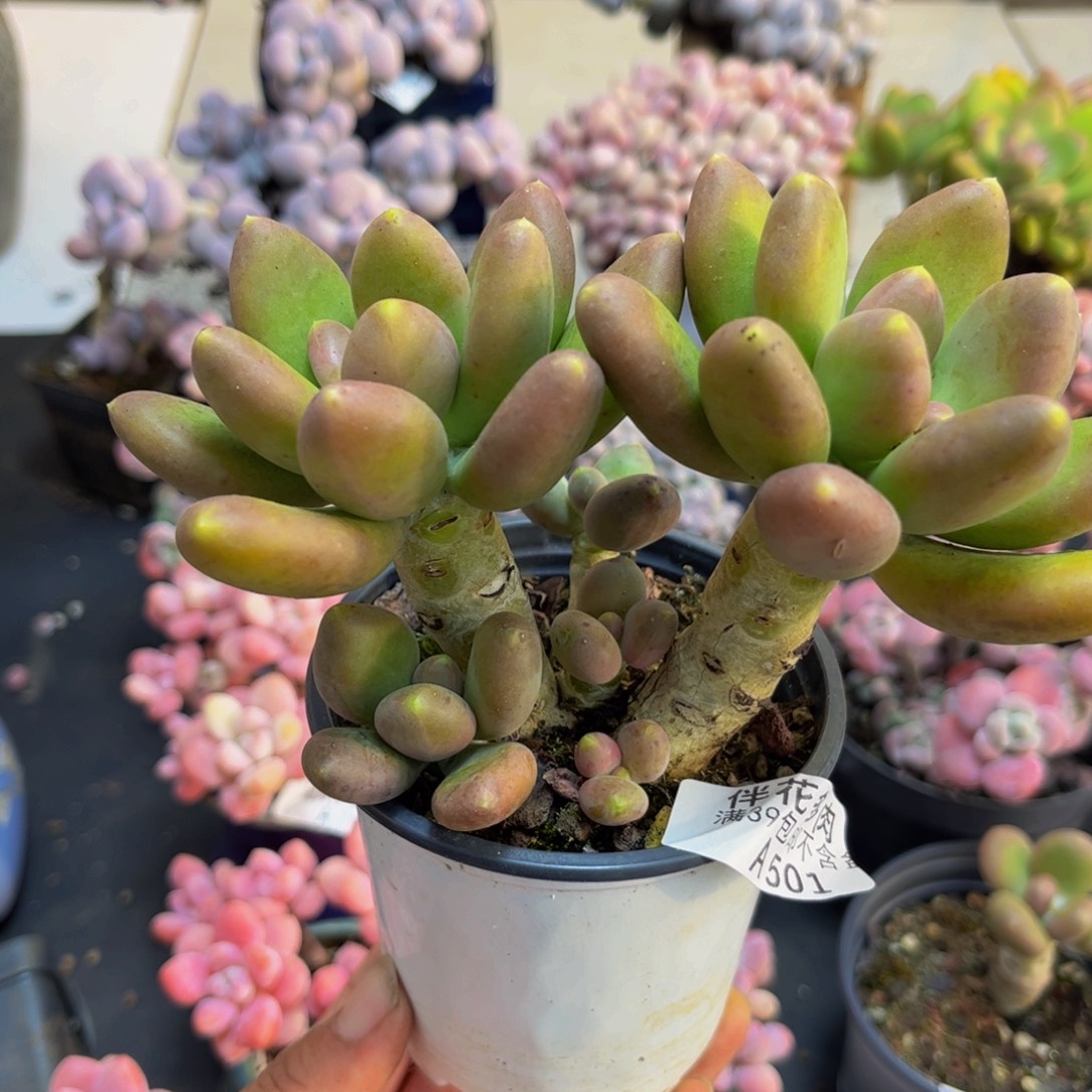 501芒果奶12cm多肉植物
