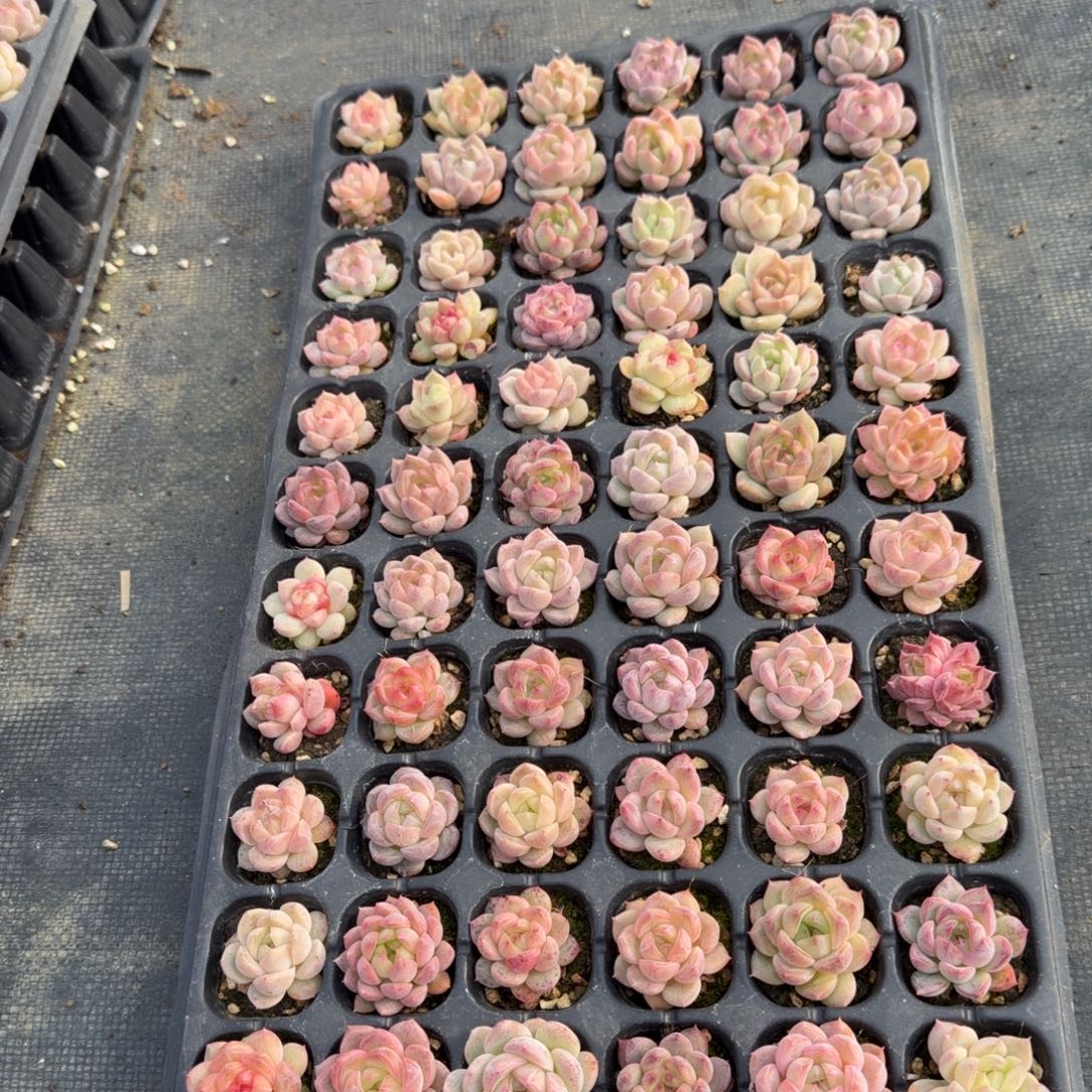 26-5未选育珍妮穴盘一盘量拍