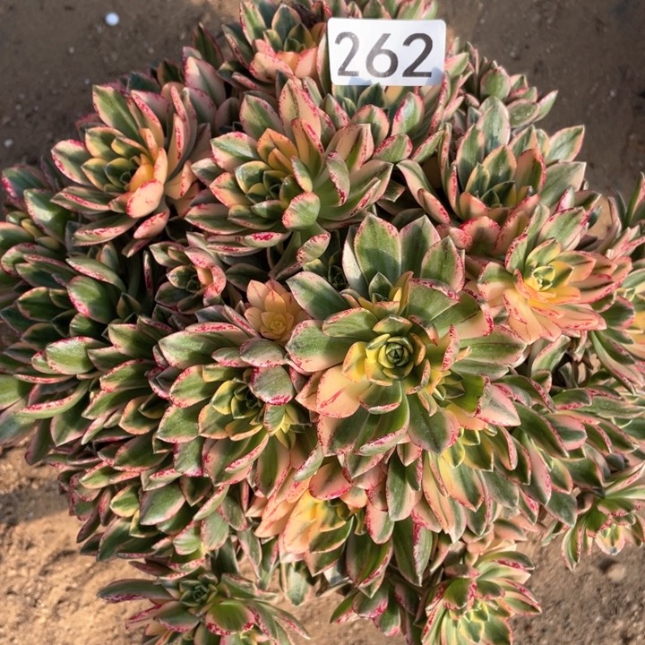 262多肉植物甜茶