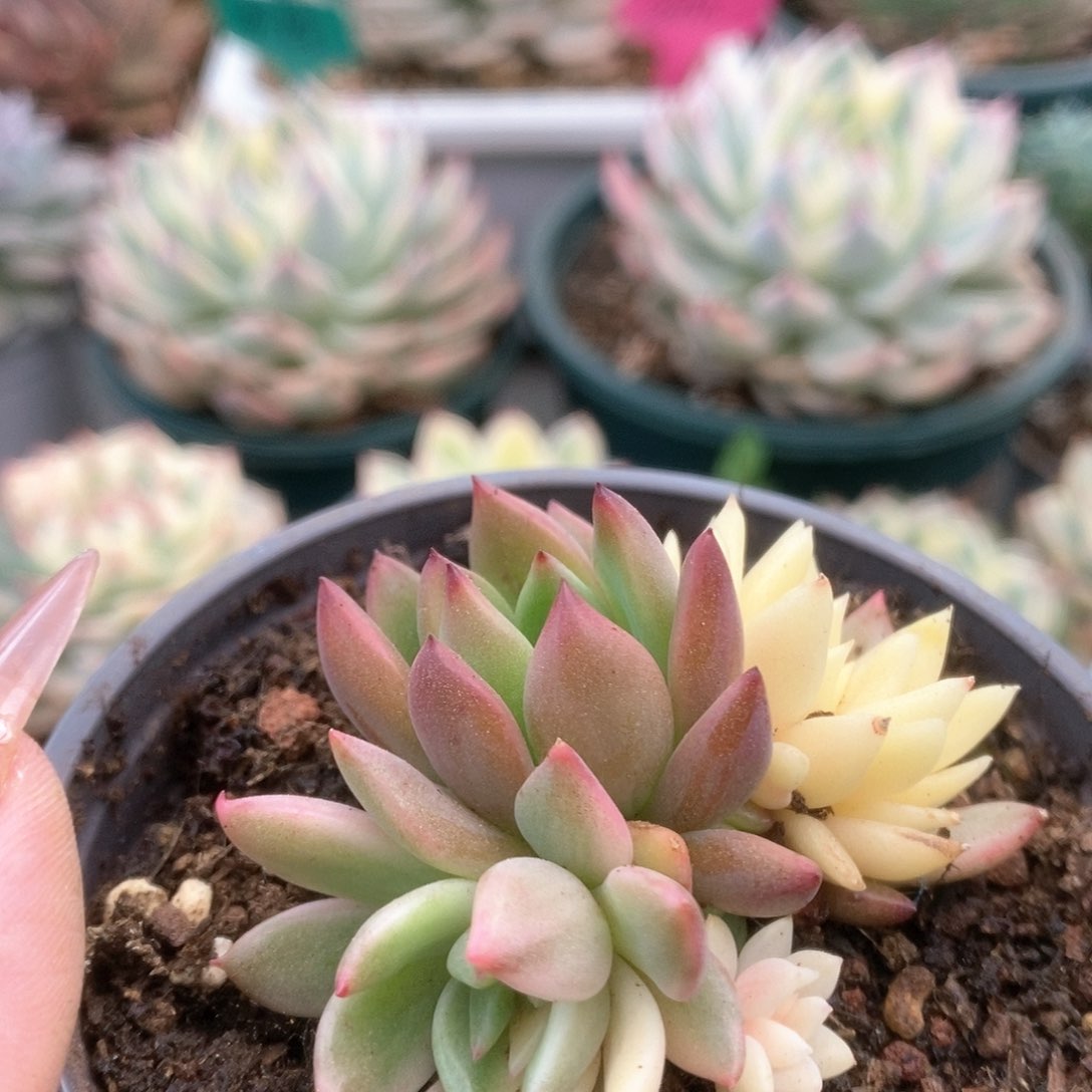 093锦锦锦锦锦锦锦