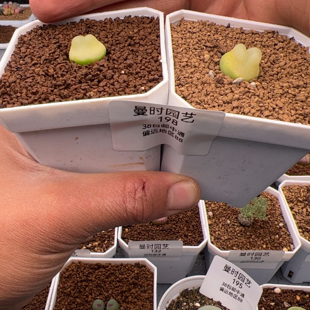 2.7拉登福利多肉198