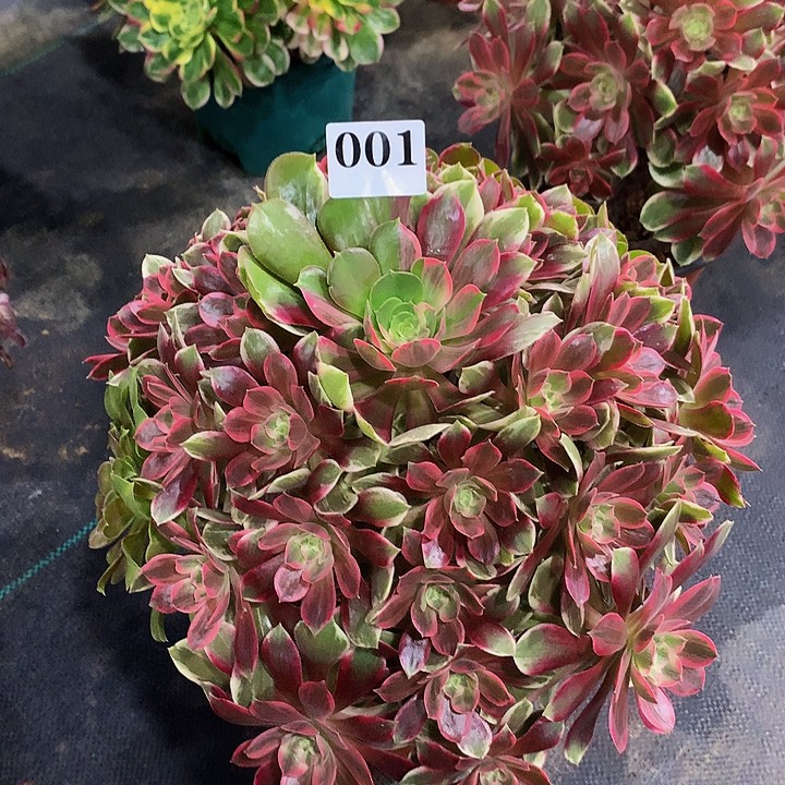 法师浣纱0010000000