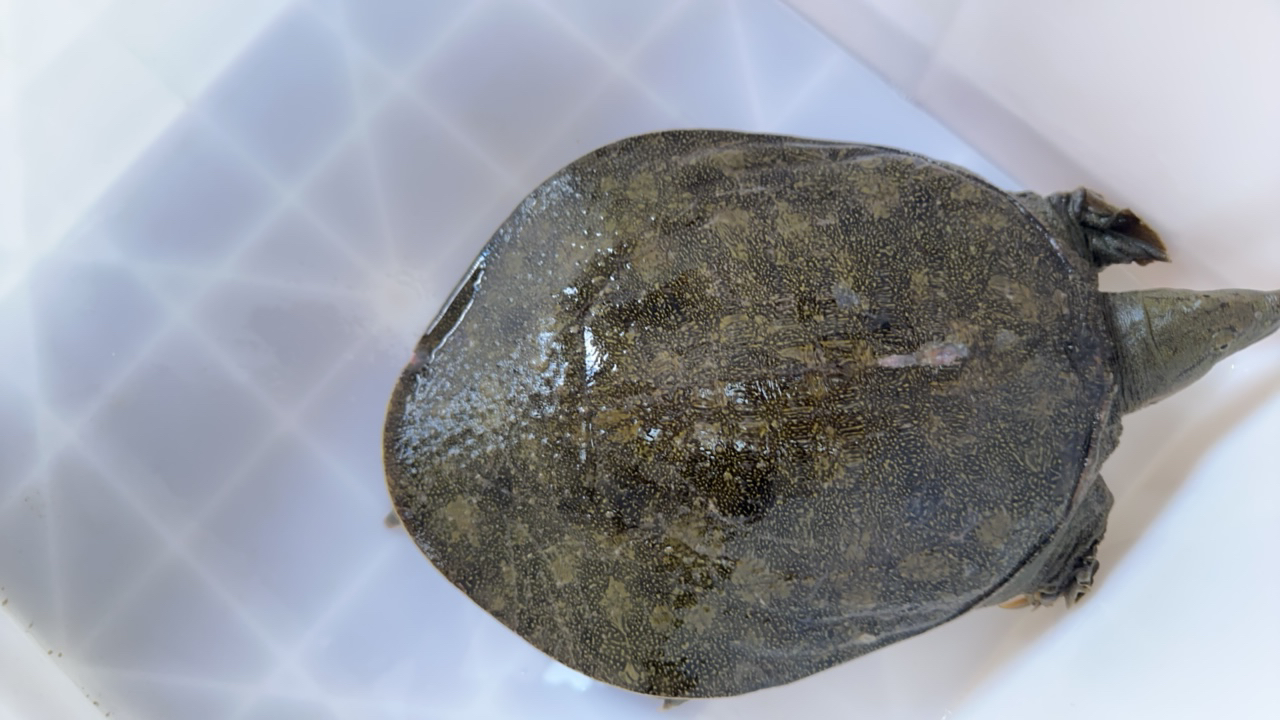 天然草鱼野生鱼大河自然生长