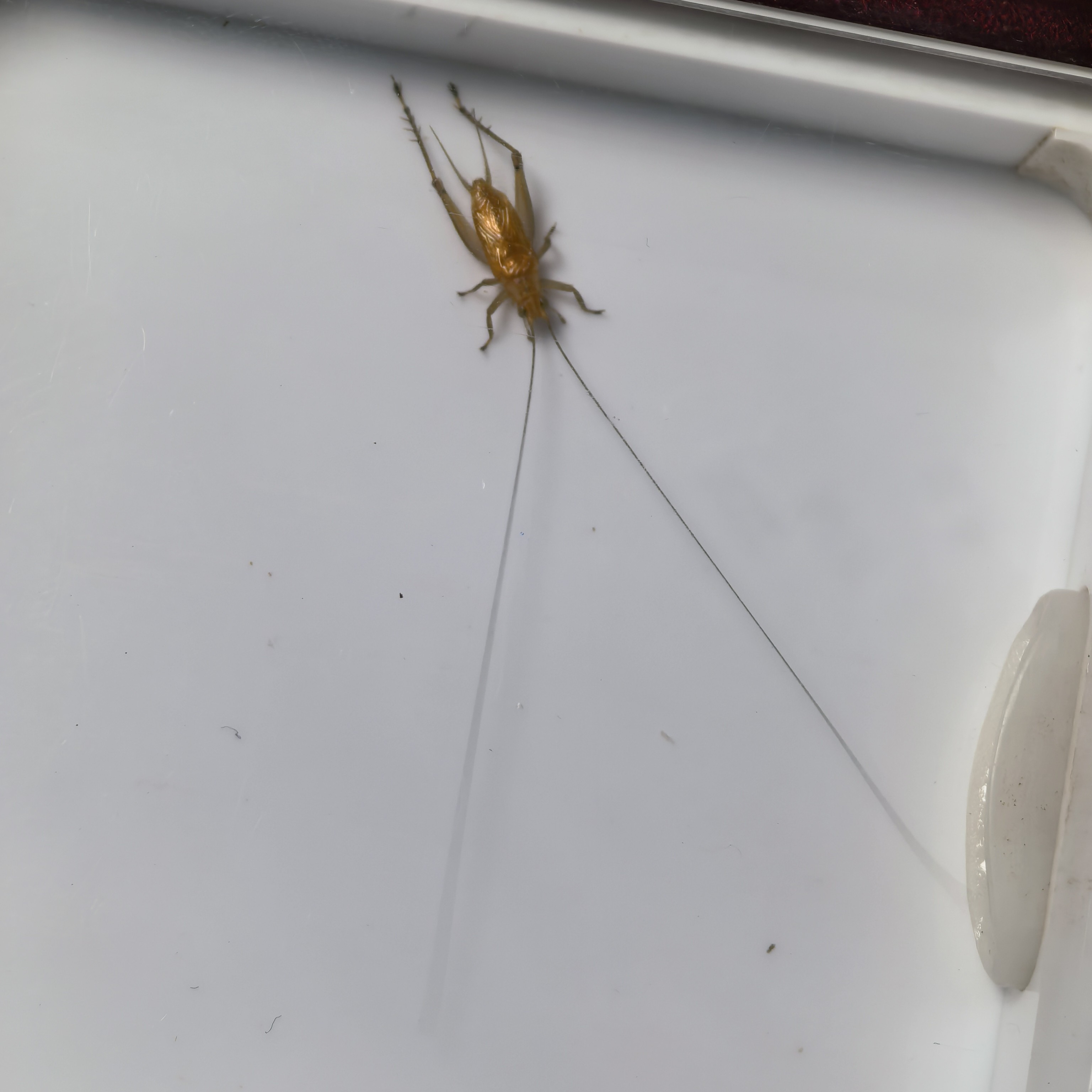 小凌阿姨冬大黄蛉顶须（A 叁）