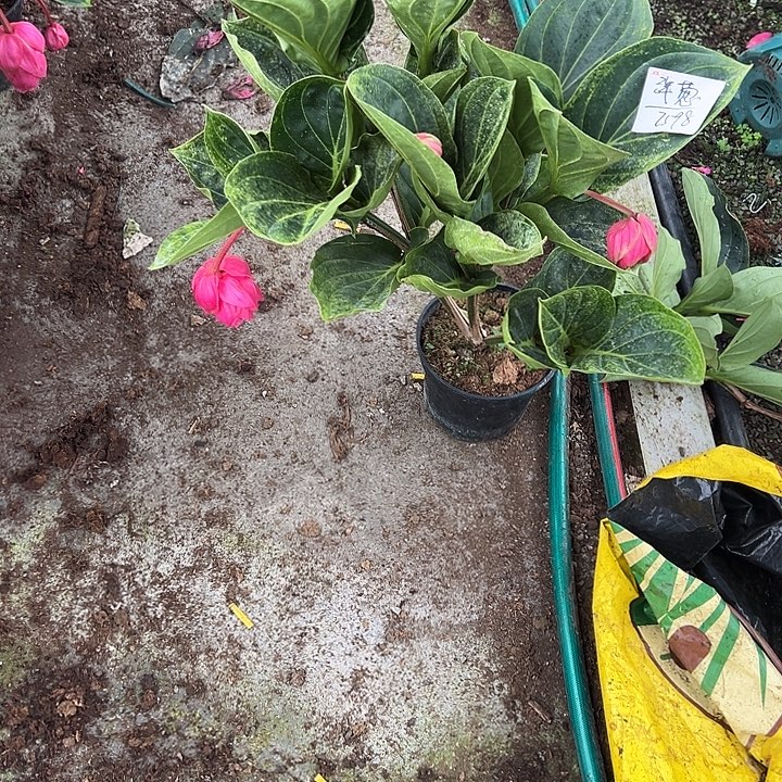 洋***葱少量花朵（建议范围：2朵-5朵 或40%以下）