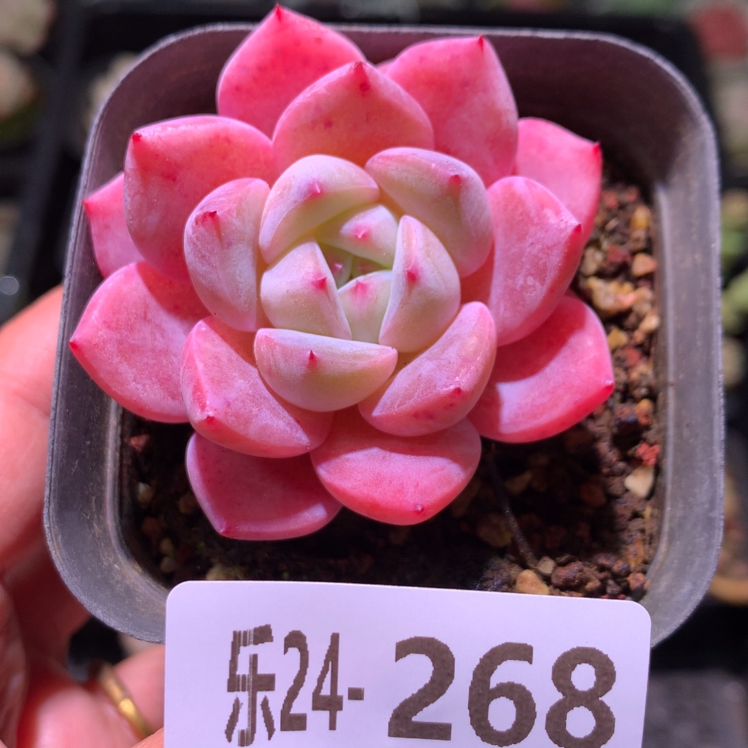 乐然24-268 新品 