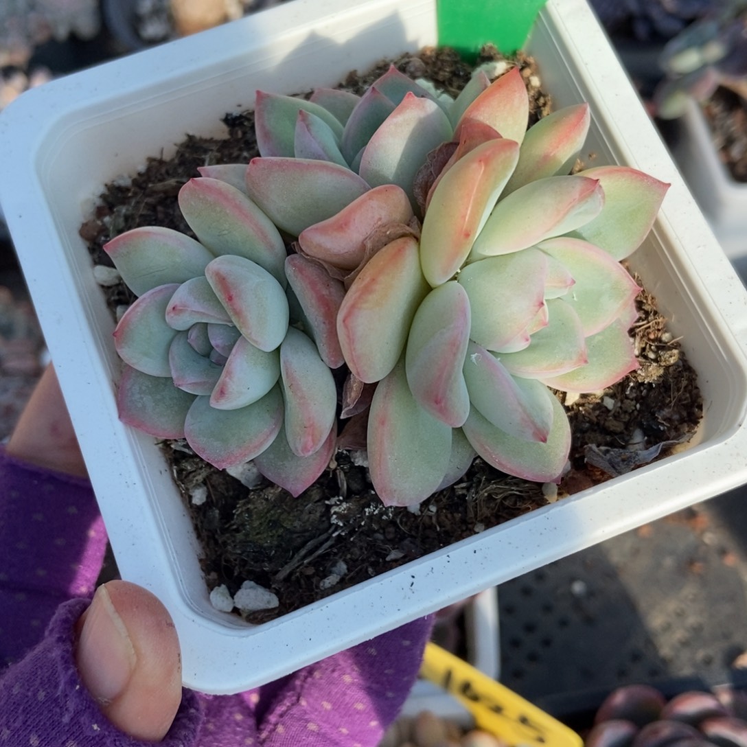 1635泡芙多肉植物多肉